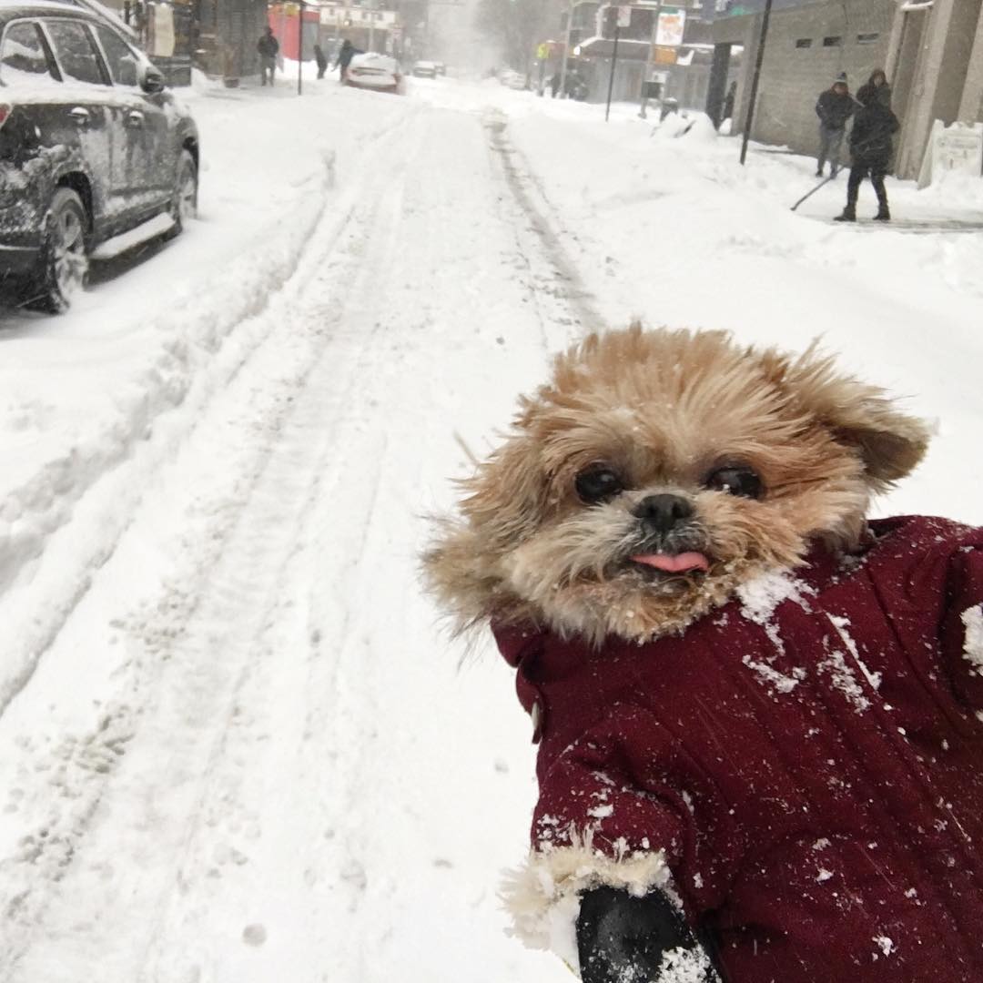 cómo_fueron_las_celebridades_sobreviviendo_durante_la_tormenta_de_nieve_jonas_blizzard2016_18
