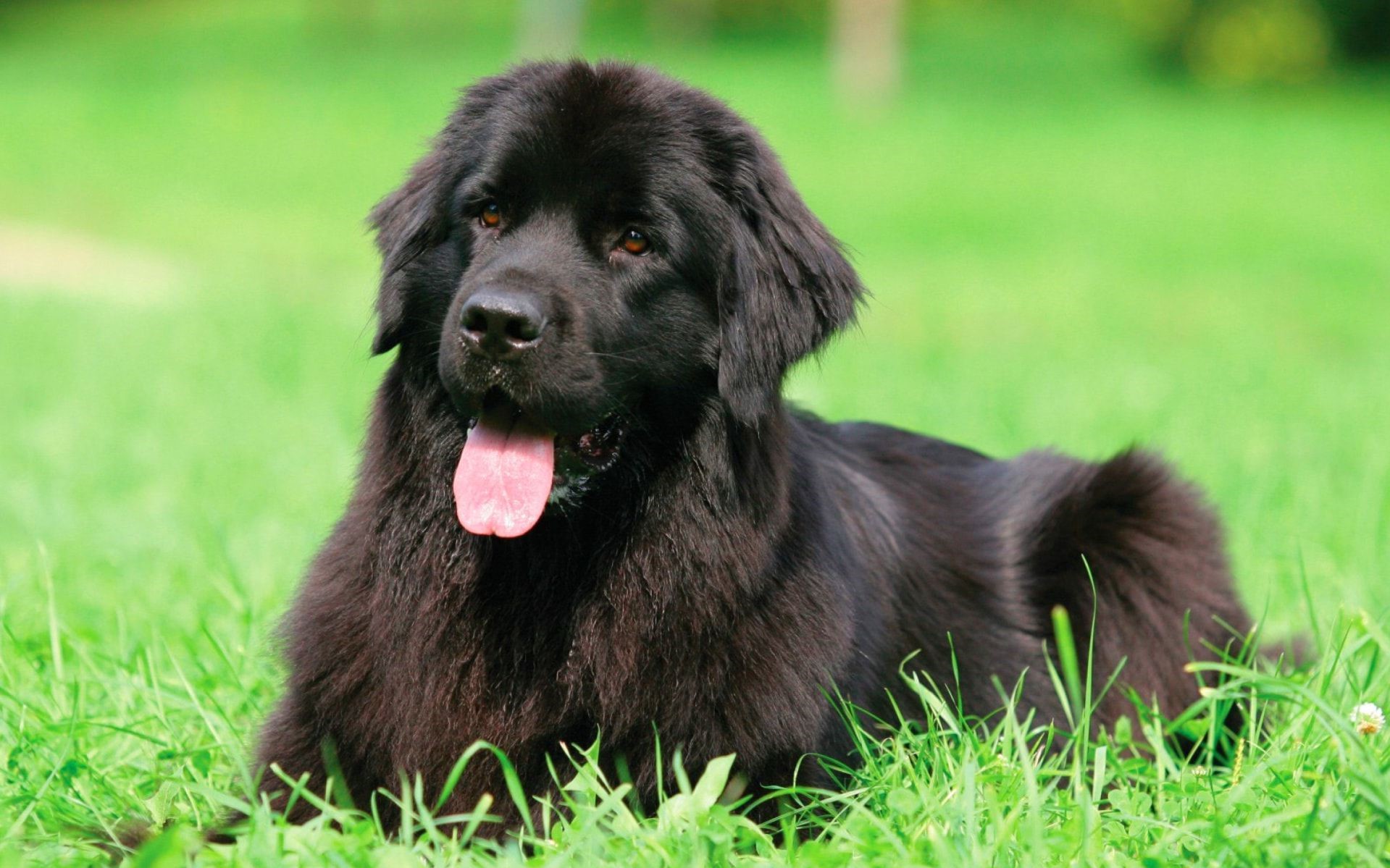 Terranova |  9 de las mejores razas de perros familiares |  Su belleza