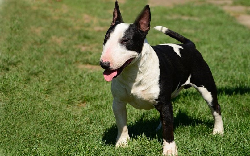 bullterrier |  9 de las mejores razas de perros familiares |  Su belleza