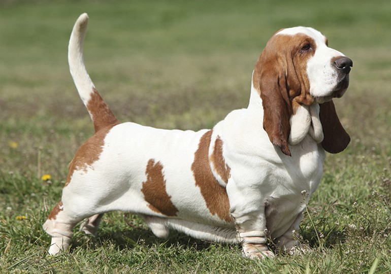 Basset Hound |  9 de las mejores razas de perros familiares |  Su belleza