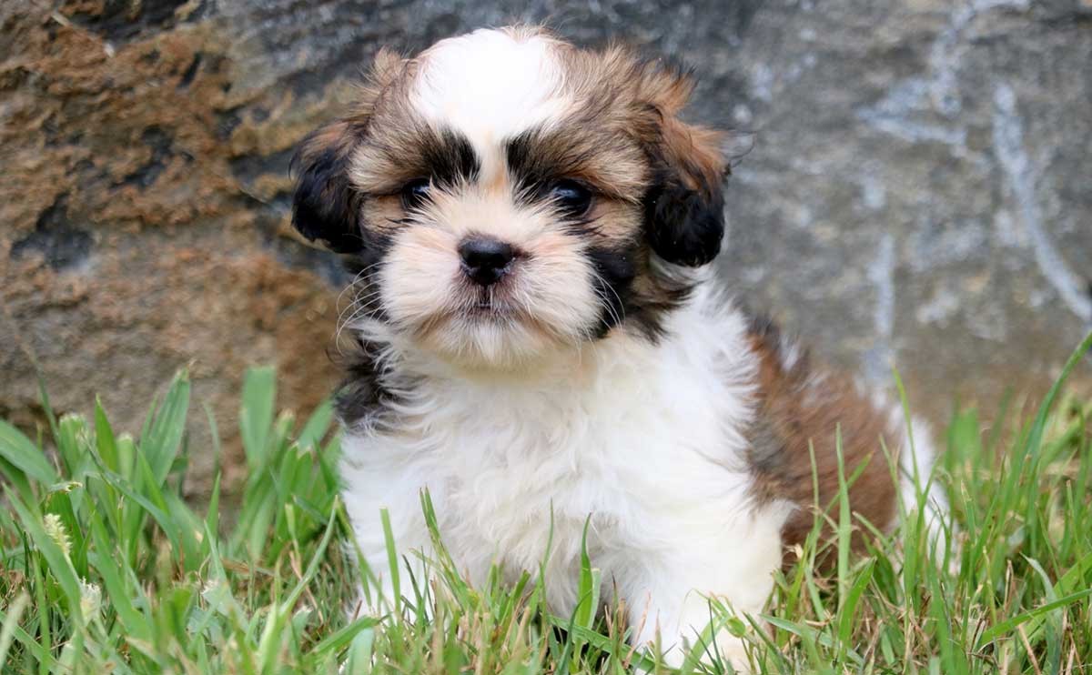 Shih-tzu |  9 de las mejores razas de perros familiares |  Su belleza