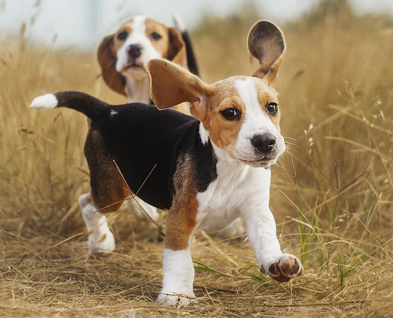 Beagle |  9 de las mejores razas de perros familiares |  Su belleza