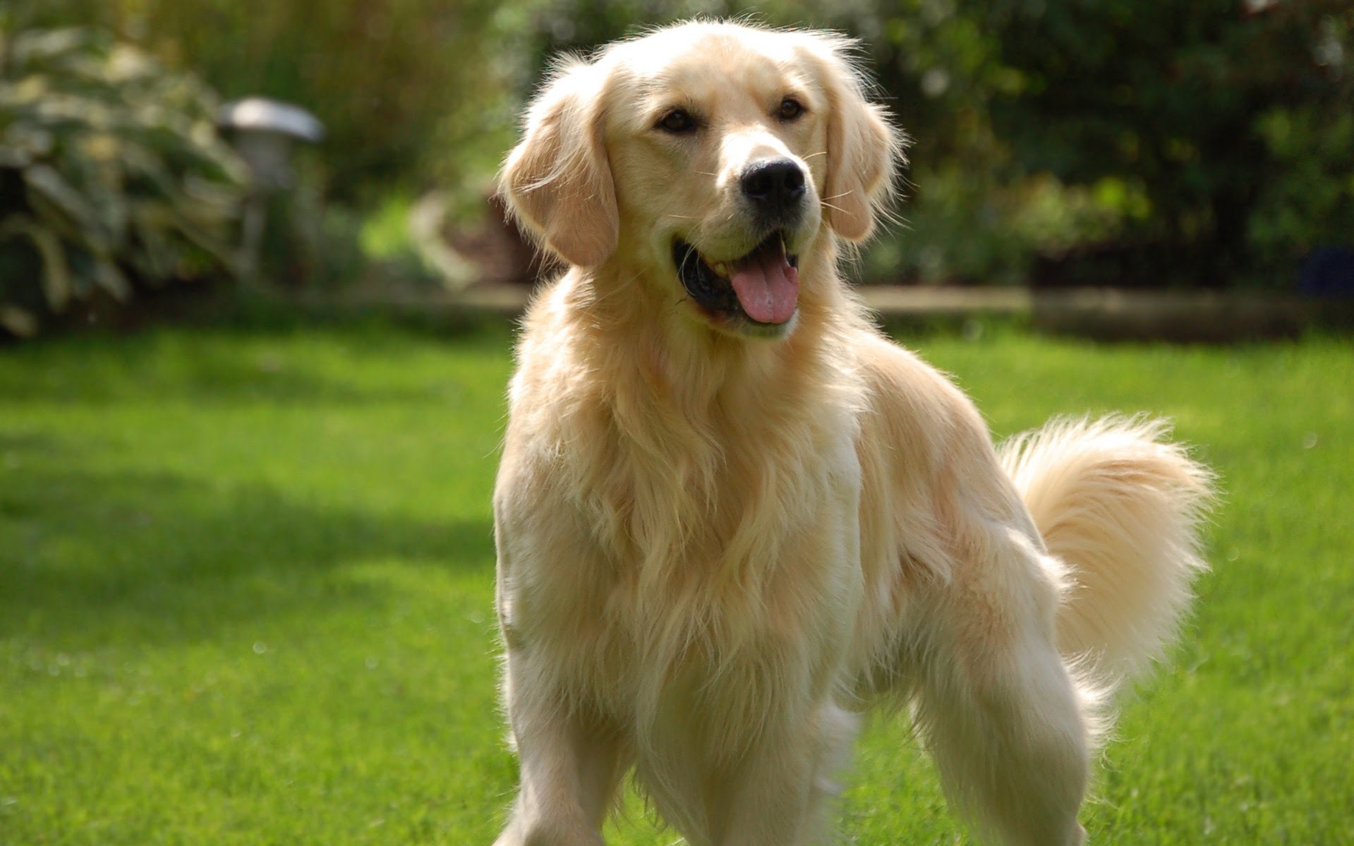 perro perdiguero de oro |  9 de las mejores razas de perros familiares |  Su belleza