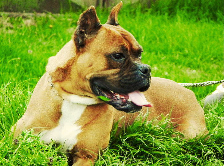 boxeador |  9 de las mejores razas de perros familiares |  Su belleza