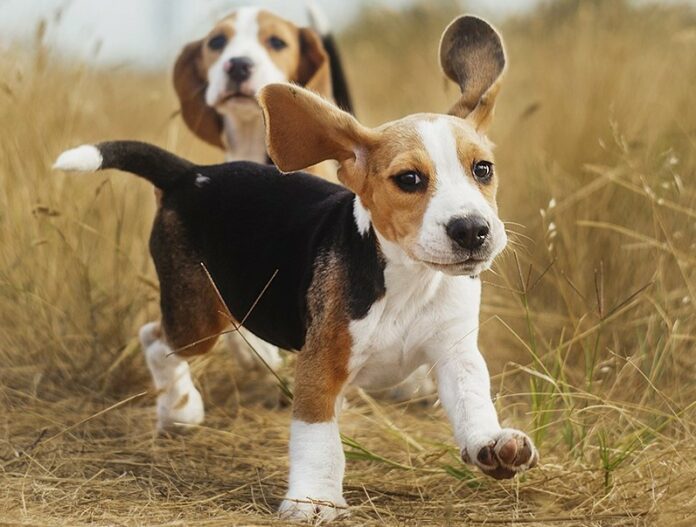 9 de las mejores razas de perros familiares – Viraliking