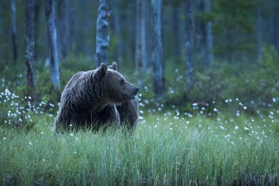 Kuhmo, Finlandia |  8 países de la Noche Blanca para visitar |  Su belleza