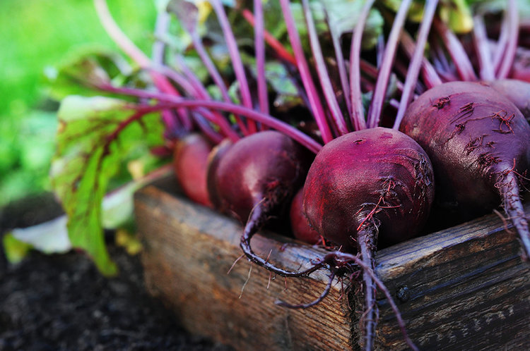 Remolacha |  11 mejores alimentos para comer en la temporada de lluvias |  Su belleza