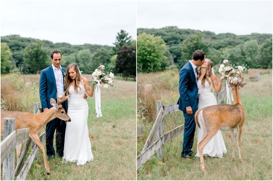 Una sesión de fotos de boda para recordar es interrumpida por un ciervo #3 |  Su belleza