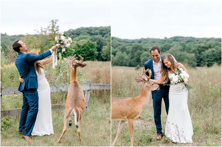 Una sesión de fotos de boda para recordar es interrumpida por un ciervo #4 |  Su belleza