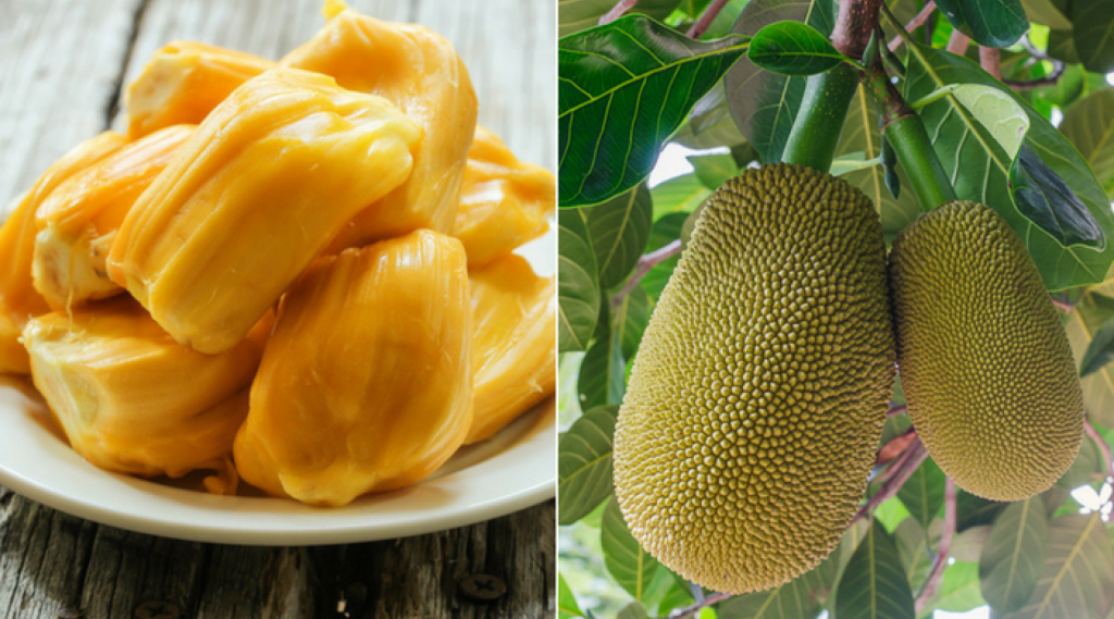 Jackfruit es conocido en los países asiáticos |  9 datos que debe saber sobre la jaca que se relame los labios |  Su belleza