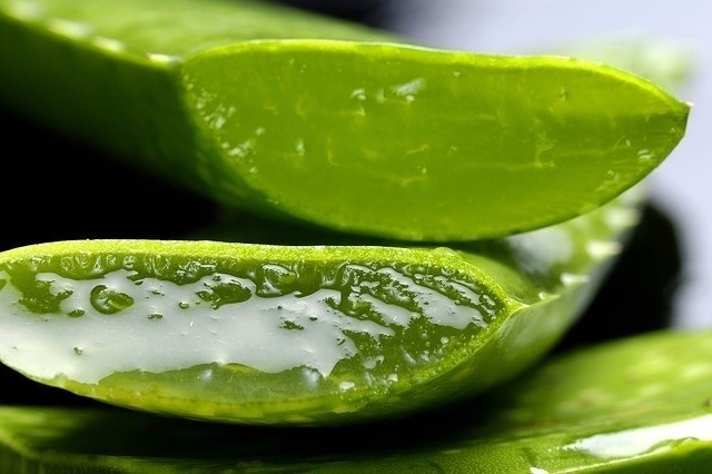 Utilizar aloe vera |  9 sencillos consejos para aliviar rápidamente la piel seca |  Su belleza