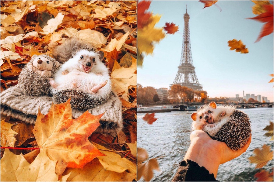 París |  Mr Pokee The Hedgehog te alegrará el día |  Su belleza