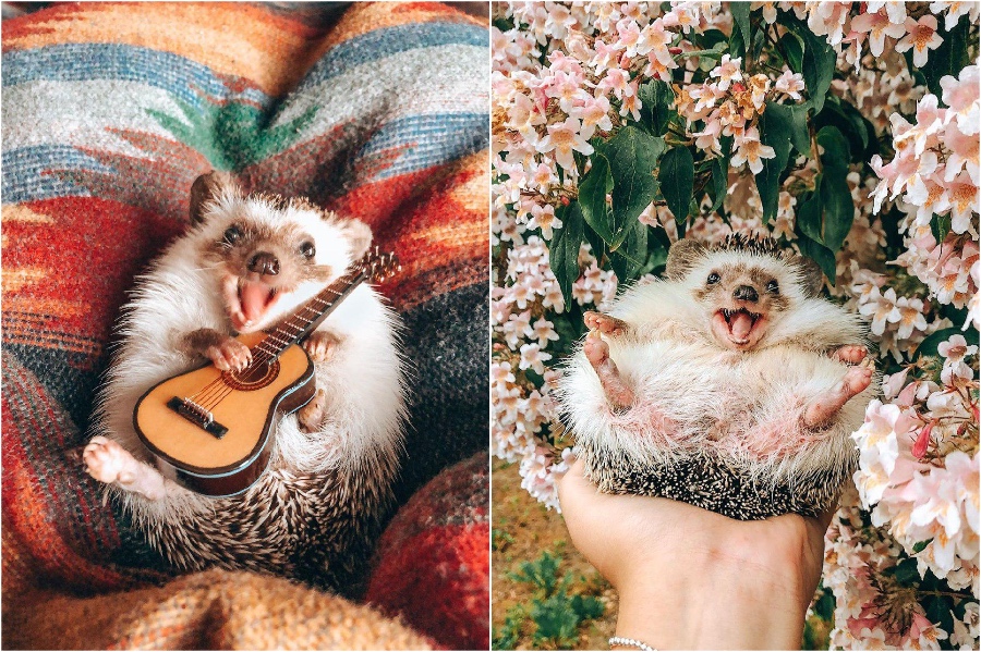 Pequeña guitarra |  Mr Pokee The Hedgehog te alegrará el día |  Su belleza