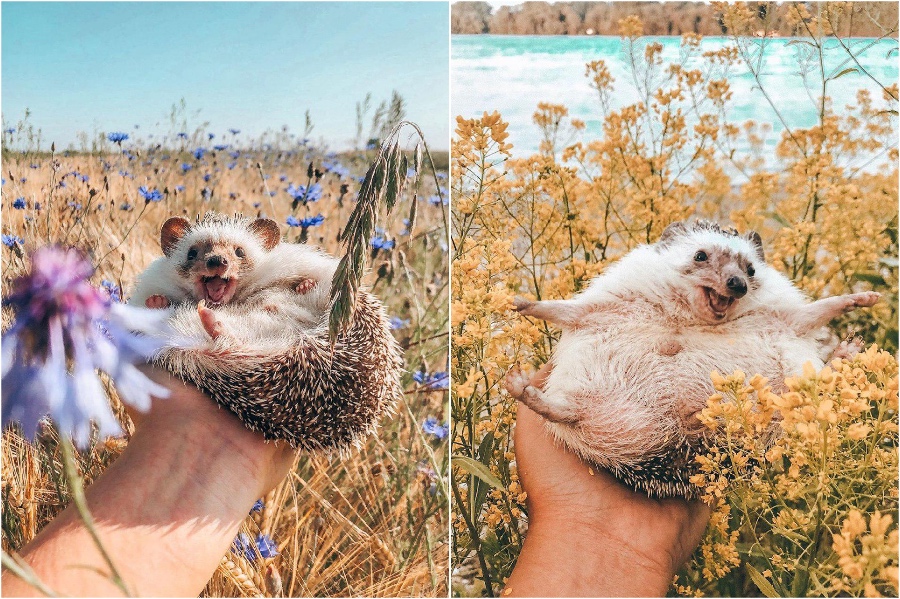 Sesión de fotos en las flores |  Mr Pokee The Hedgehog te alegrará el día |  Su belleza