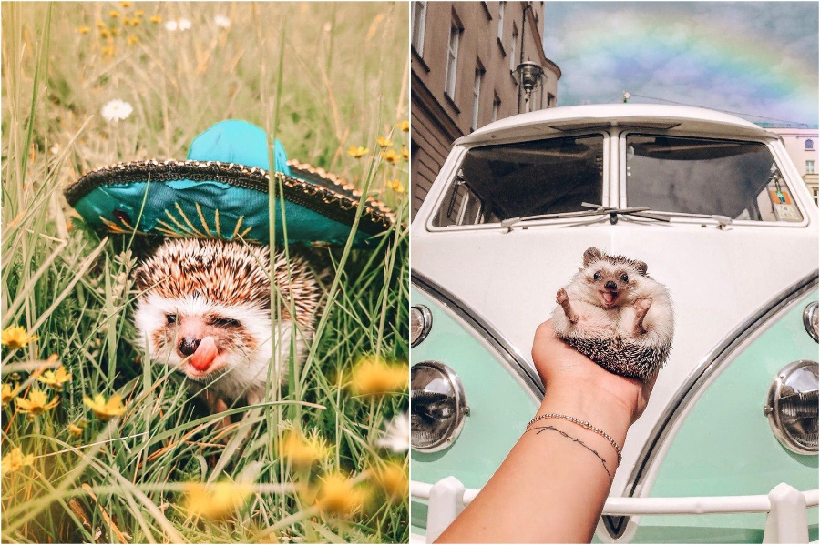 Viaje a México |  Mr Pokee The Hedgehog te alegrará el día |  Su belleza