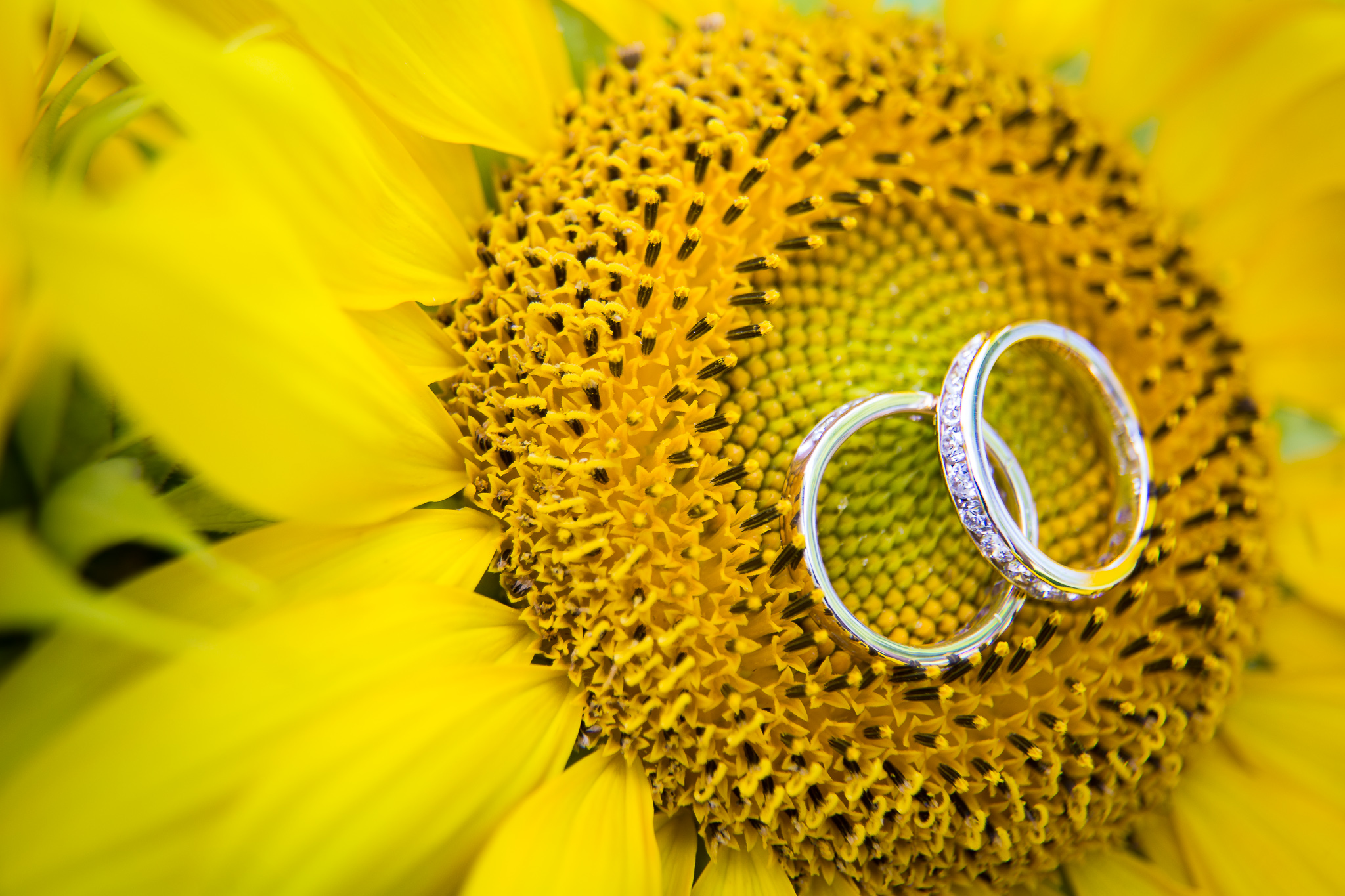 Boda de girasol: 10 consejos increíbles