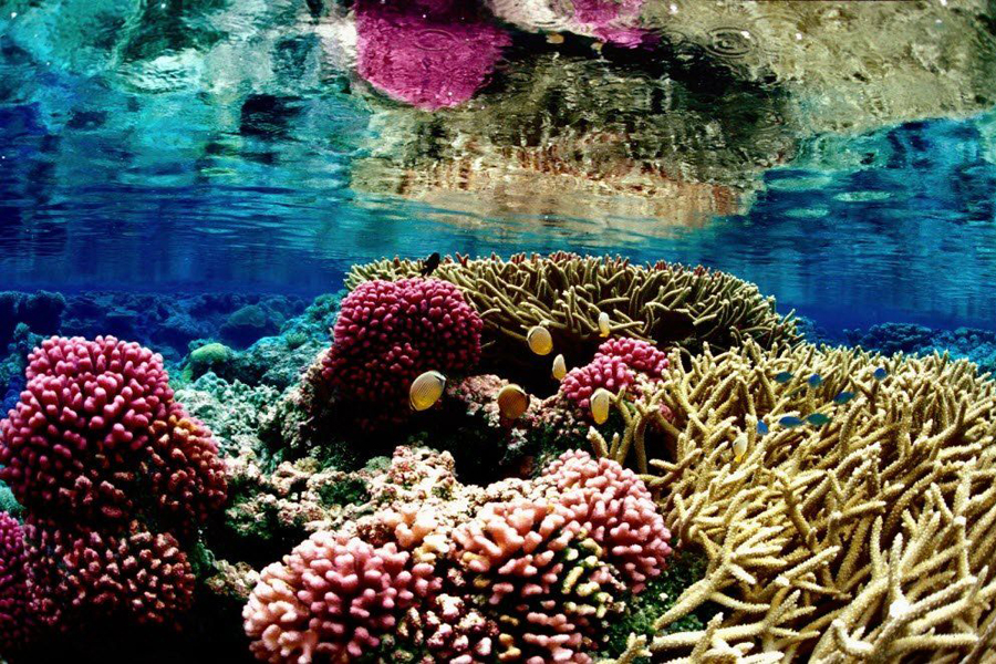 los-arrecifes-de-coral-mas-impresionantes-que-definitivamente-necesitas-visitar-02