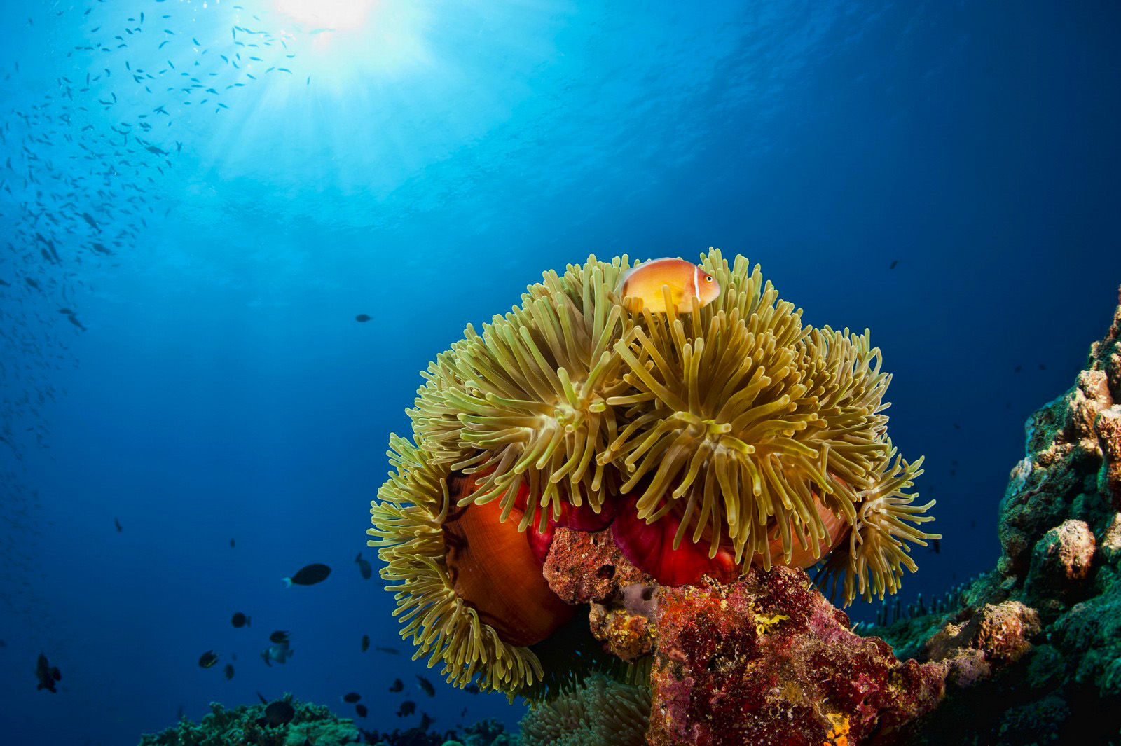 los-arrecifes-de-coral-mas-impresionantes-que-definitivamente-necesitas-visitar-08