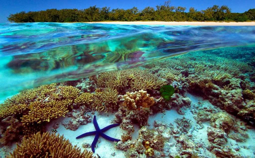 los-arrecifes-de-coral-mas-impresionantes-que-definitivamente-tienes-que-visitar-10