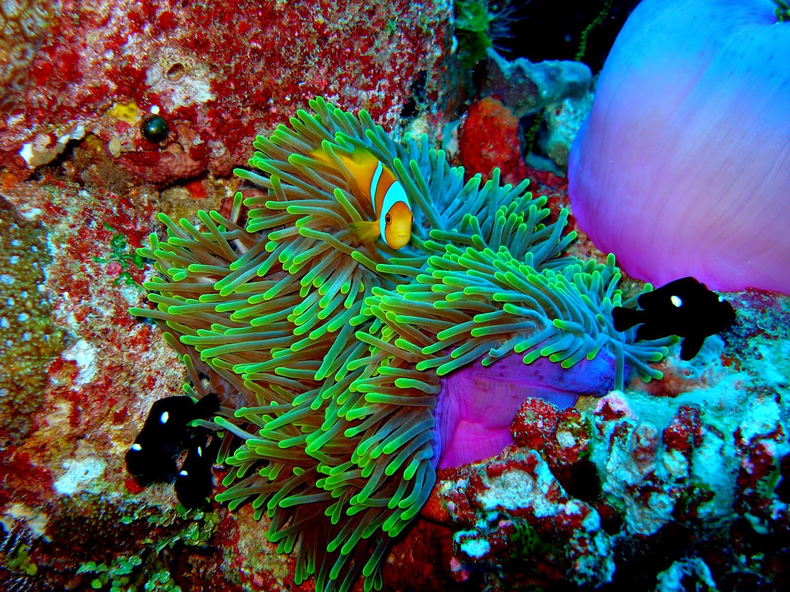 los-arrecifes-de-coral-mas-impresionantes-que-definitivamente-tienes-que-visitar-13
