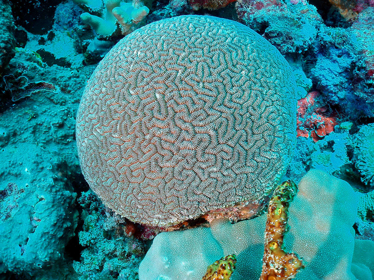 los-arrecifes-de-coral-mas-impresionantes-que-definitivamente-tienes-que-visitar-14