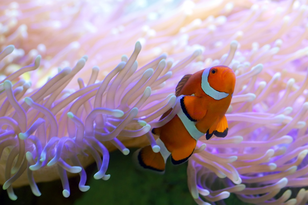 los-arrecifes-de-coral-mas-impresionantes-que-definitivamente-tienes-que-visitar-16