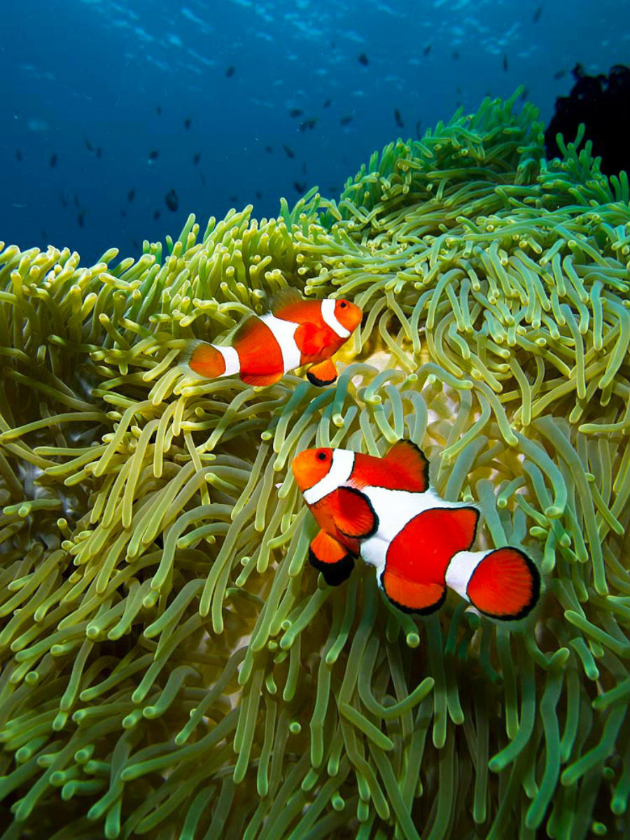 los-arrecifes-de-coral-mas-impresionantes-que-definitivamente-tienes-que-visitar-18