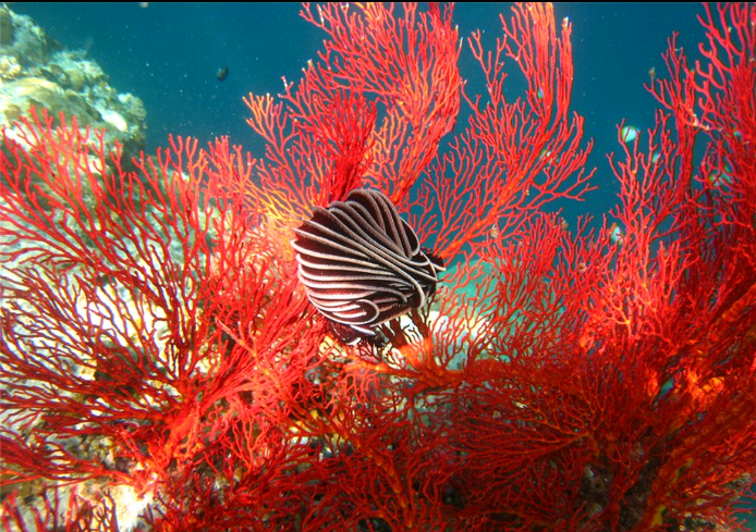 los-arrecifes-de-coral-mas-impresionantes-que-definitivamente-tienes-que-visitar-20