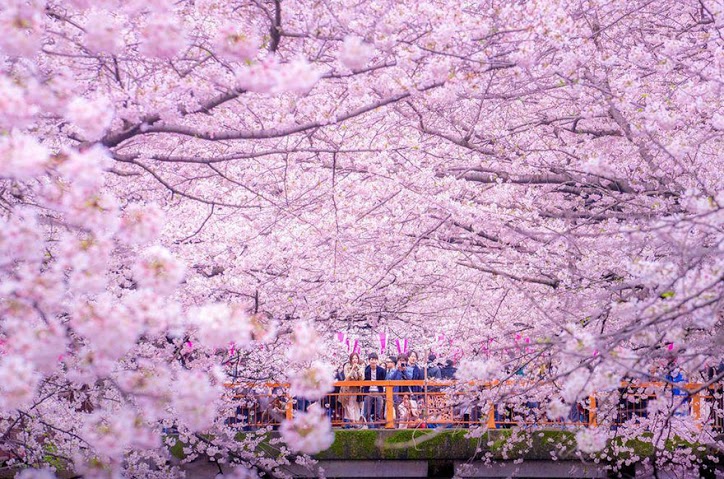 estas-fotos-de-cerezos-japoneses-son-fuera-de-este-mundo-03