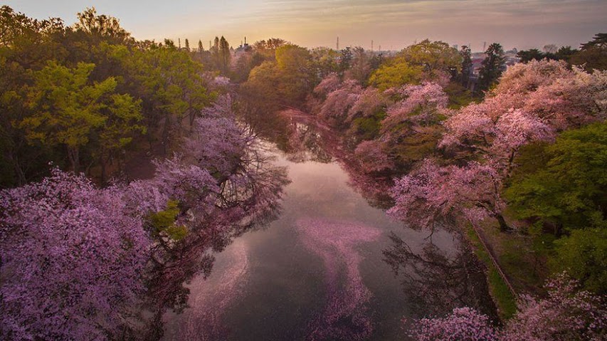 estas-fotos-de-cerezos-japoneses-son-fuera-de-este-mundo-02