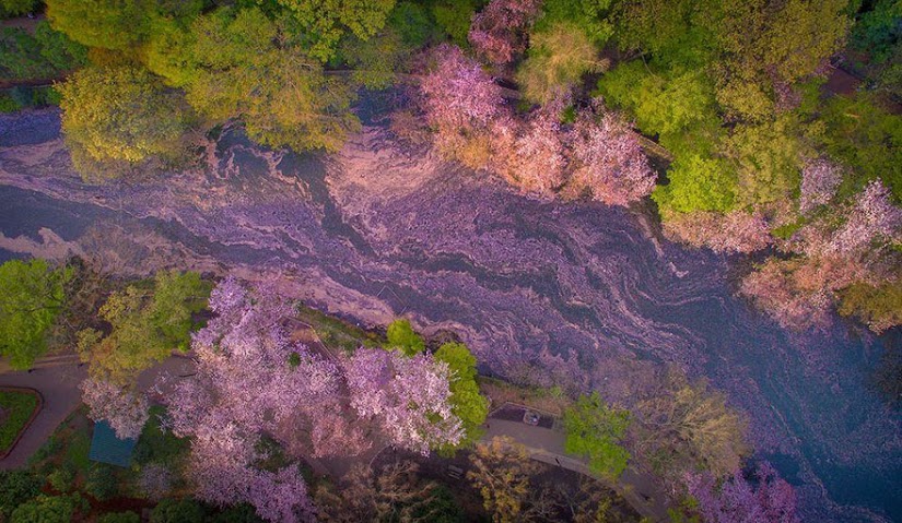 estas-fotos-de-cerezos-japoneses-son-fuera-de-este-mundo-06