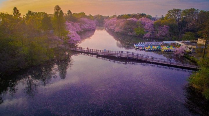 estas-fotos-de-cerezos-japoneses-son-fuera-de-este-mundo-08