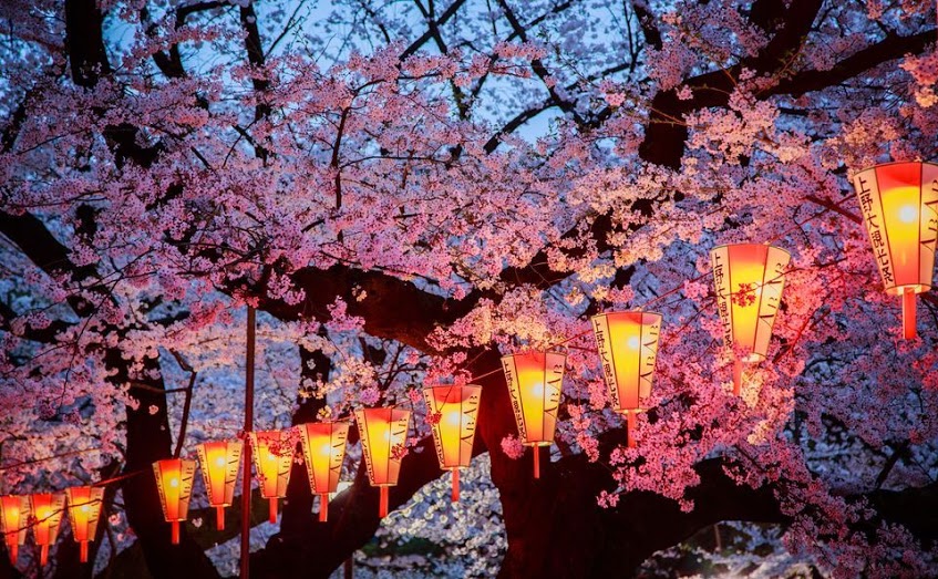 estas-fotos-de-cerezos-japoneses-son-fuera-de-este-mundo-10