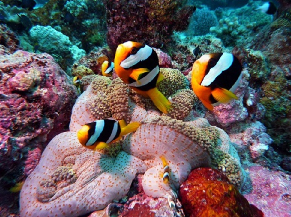 los-arrecifes-de-coral-mas-impresionantes-que-definitivamente-tienes-que-visitar-01