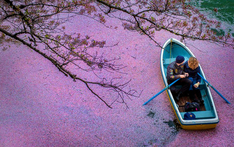 estas-fotos-de-cerezos-japoneses-son-fuera-de-este-mundo-00