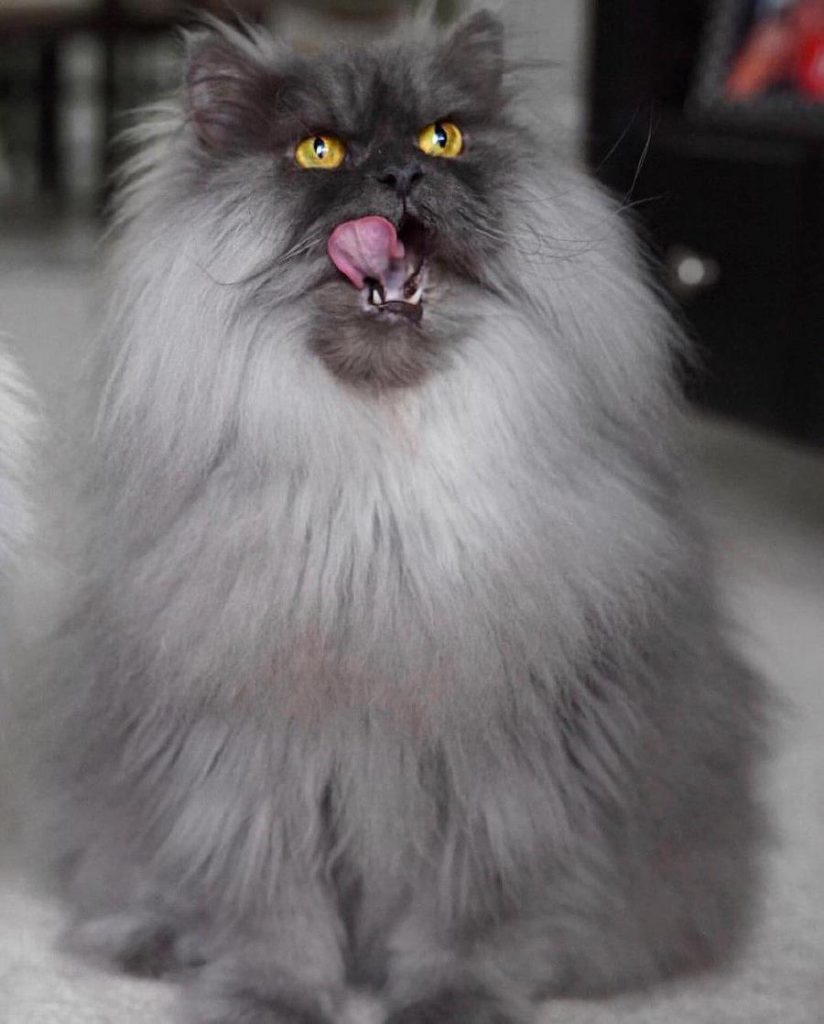Juno, el gato enojado que te encantará a primera vista #3 |  Su belleza