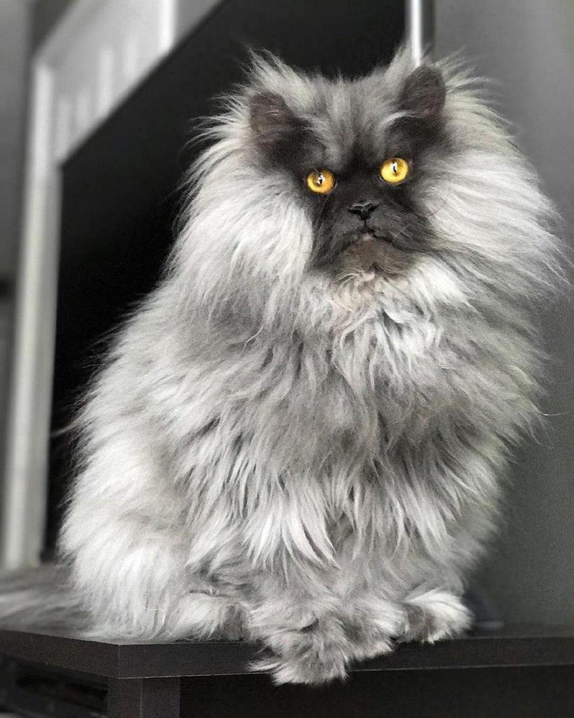 Juno el gato enojado #1 |  Su belleza