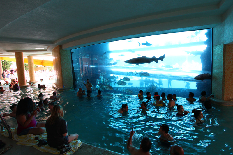 8. Piscina del acuario Golden Nugget, Las Vegas 1