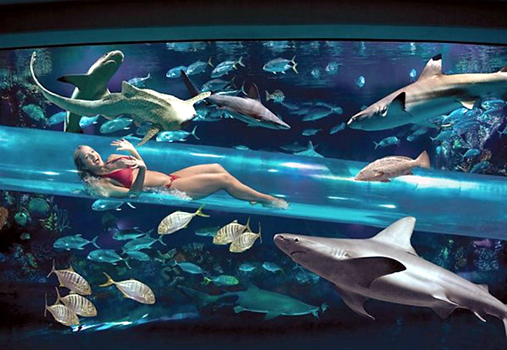 8. Piscina del acuario Golden Nugget, Las Vegas 2