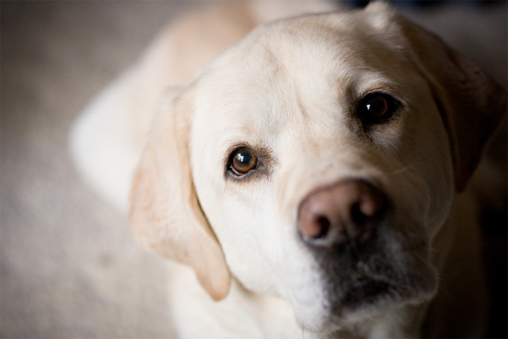 2. perro perdiguero de labrador