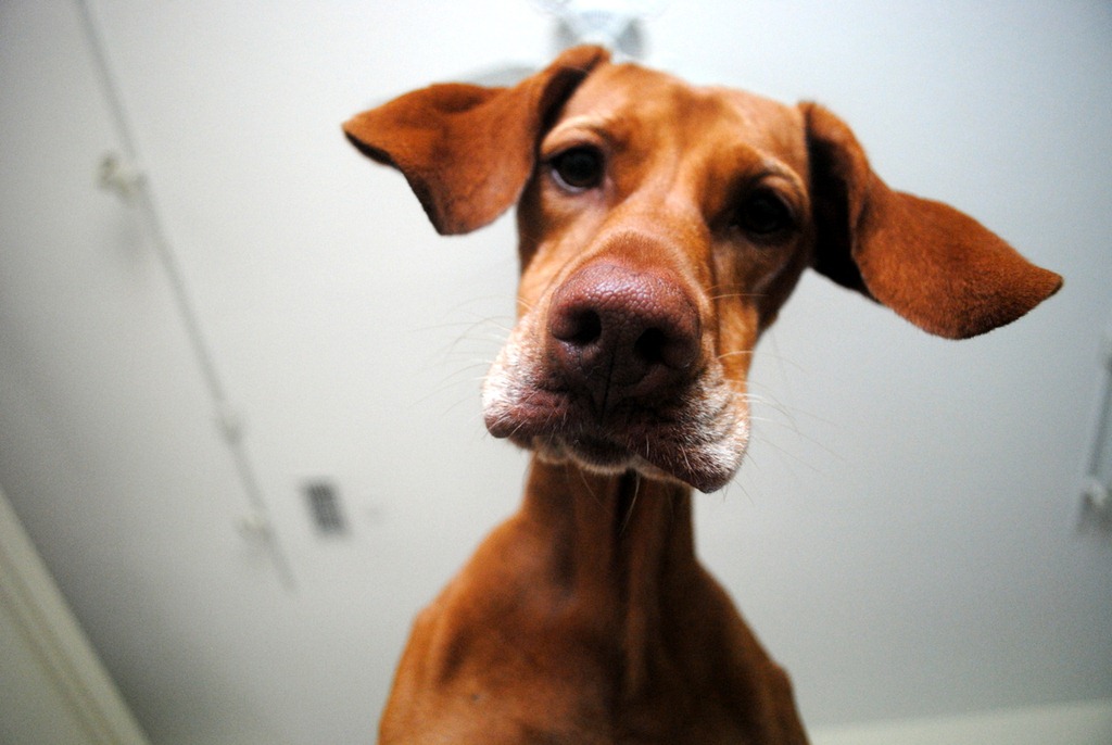 5. Vizsla